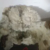 کلاه پوست