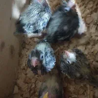 جوجه عروس سرلاکی|پرنده|کوچصفهان, |دیوار