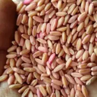 گندم بذری هشترود