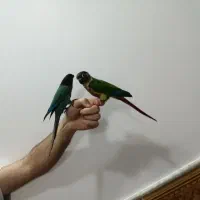 یک جفت طوطی گرینچیک