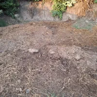 کود گاوی