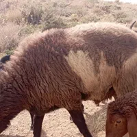 بره قوچ|حیوانات مزرعه|فریدونشهر, |دیوار