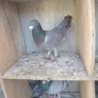 دسته پلاکی|پرنده|اهواز, حصیرآباد|دیوار