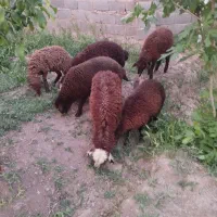 ۶ عدد .بره سالم سرحال