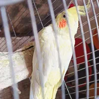 عروس هلندی سرحال