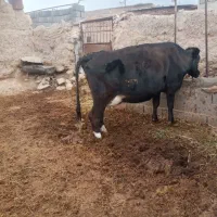 دوراس گاویک راس گوساله ماده ۷ماهه