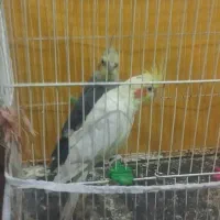 عروس هلندی یک جفت بشرط تخم جوجه