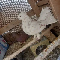 کفتر|پرنده|نجف‌آباد, رحمت آباد|دیوار