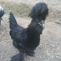 مرغ