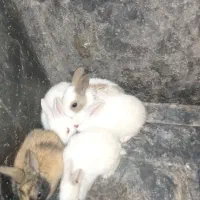 سلام چند عدد خرگوش صحیح و سالم به فروش می‌رسد|موش و خرگوش|آبادان, |دیوار