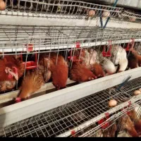 مرغ گلپایگان تخم گذار