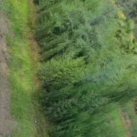 سرو به تعداد زیاد|گل و گیاه طبیعی|کرمانشاه, |دیوار