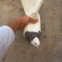 طوقی کبوتر