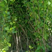 تکدانه تک دانه گیلاس مشهدی  آلبالو رسمی نهال درخت