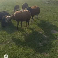 برا نر  سالم