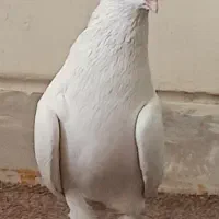 کبوتر فروشی