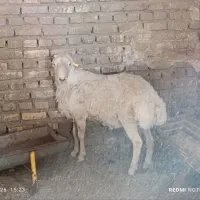 شیشک جوان برای تخم و پروار