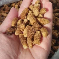 توت خشک امسالی