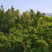 فروش خانه باغ ۷۰۰ متری فول امکانات|فروش زمین و ملک کلنگی|تهران, استاد معین|دیوار