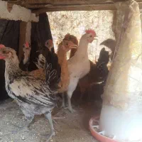 جوجه گلین|حیوانات مزرعه|اصفهان, بهارستان (مخابرات)|دیوار