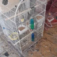 عروس هلندی مولد