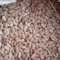 فروش حبوبات|خوردنی و آشامیدنی|رشت, پیرسرا|دیوار