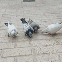 پرنده