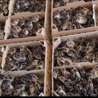 جوجه بوقلمون