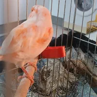 قناری موزاییکی|پرنده|مبارکه, |دیوار