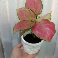 اگلونماصورتی