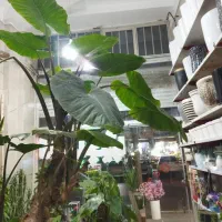 گلو گیاه|گل و گیاه طبیعی|محمدیه-قزوین, |دیوار