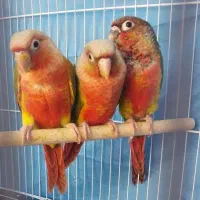 گرینچیک جوجه طوطی قناری کوتوله عروس