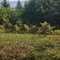 زوج یا خانواده کم جمعیت برای سرایداری کلاردشت