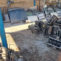 گربه پرشین|گربه|تربتحیدریه, حاجی یار|دیوار