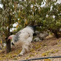 خروس برهما|حیوانات مزرعه|بن, |دیوار