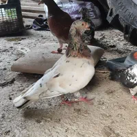 کبوتر|پرنده|کردکوی, |دیوار