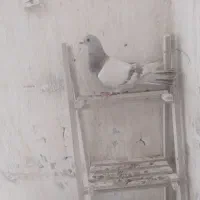 ماده لایه