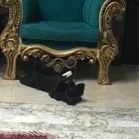 سگ پاکوتاه مشکی گمشده