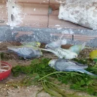 مرغ عشق رینبو..