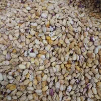 لوبیا چیتی  درجه ۲