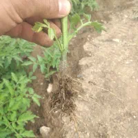 نشا گوجه محلی