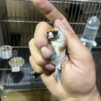 جوجه سهره خلخال ( به شرط)|پرنده|قزوین, |دیوار