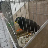 پرنده|پرنده|تربت جام, جامرود|دیوار