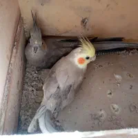 عروس هلندی جفت به شرط جوجه