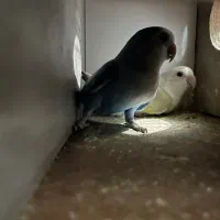 پرنده|پرنده|خواف, |دیوار