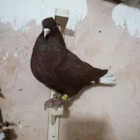 زرد دم سفید سرخ دم سفید