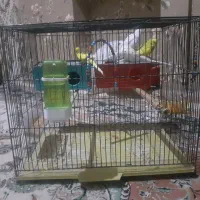 دوجفت مرغ عشق