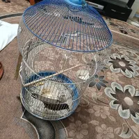 مینا|پرنده|شیراز, کوشک میدان|دیوار