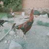 خروس لاری اصل افغان|حیوانات مزرعه|قم, پردیسان|دیوار