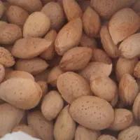 بادام را مستقیم از کشاورز بخرین